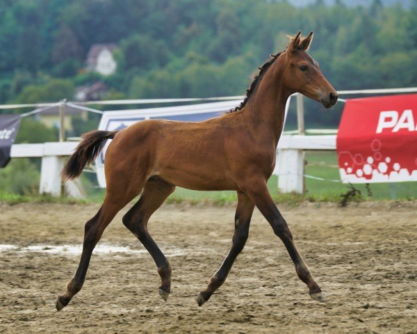 foal by Sir Frederic MW (Austrian Warmblood, 2024, from Sir Easy)