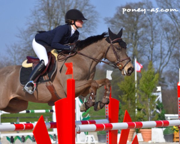 jumper United des Islots (French Pony, 2008, from Helios de la Cour II)