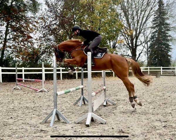 Pferd Cool Michl (Deutsches Reitpferd, 2019, von Coreggio)