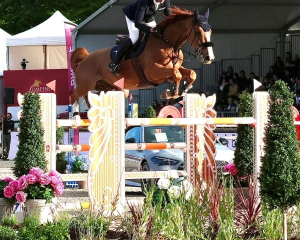 jumper Com du Rouet Z (Zangersheide riding horse, 2015, from Comme il Faut)