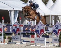 Deckhengst Falko de Hus (Selle Français, 2015, von Baloubet du Rouet)