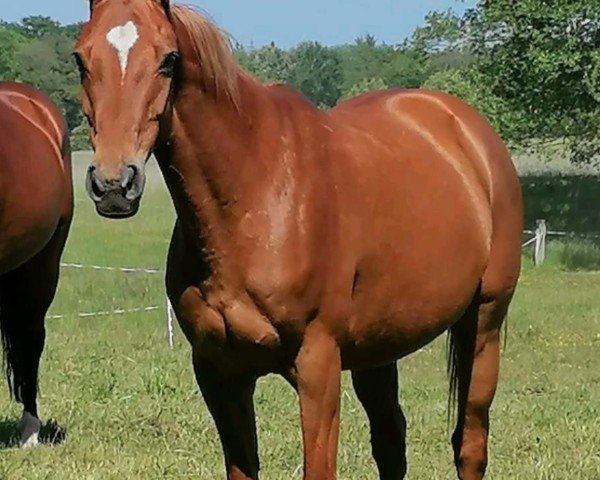 broodmare Quick One (Hanoverian, 2007, from Quidam's Rubin)