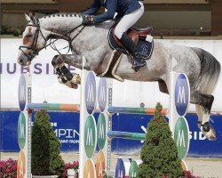 dressage horse Houston B (Hanoverian, 2008, from Hochadel)