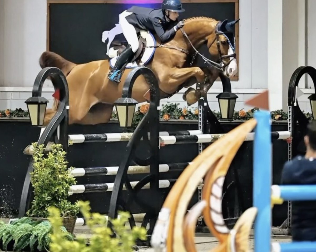 jumper U-Pleasure N Z (Zangersheide riding horse, 2018, from Untouchable)