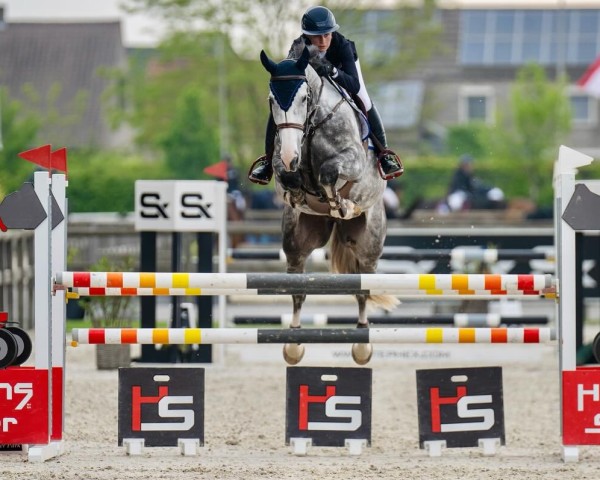 Springpferd Amouso D O Z (Zangersheide Reitpferd, 2019, von Asca Z)