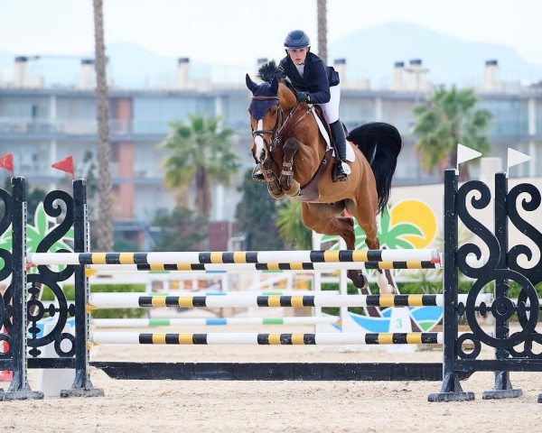 jumper Adonis V Z (Zangersheide riding horse, 2018, from Aganix du Seigneur)