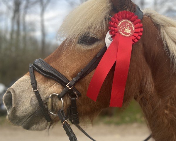 dressage horse Benthe van de Faberhoeve (Haflinger, 2015)