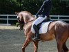 dressage horse Merlot 37 (Hungarian Warmblood, 2013)