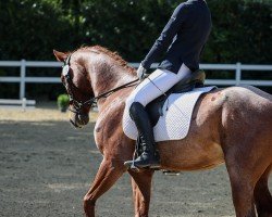 dressage horse Merlot 37 (Hungarian Warmblood, 2013)