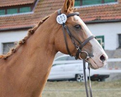 broodmare For Sweet Little Dreams KB (Hessian Warmblood, 2004, from For Keeps)