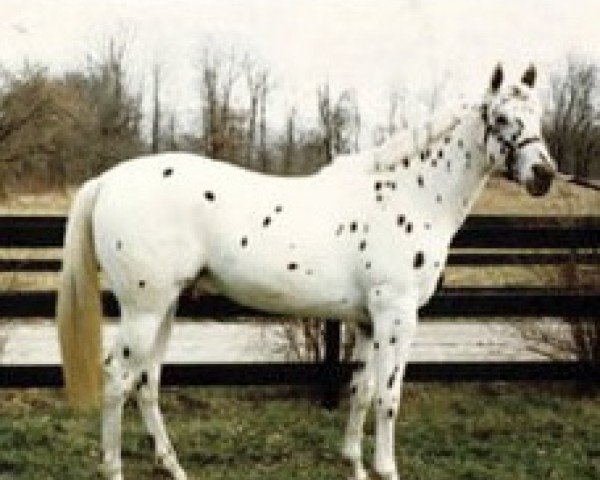 Pferd Perfect Host (Appaloosa, 1979, von Devil's Britches XI)