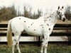 Pferd Perfect Host (Appaloosa, 1979, von Devil's Britches XI)