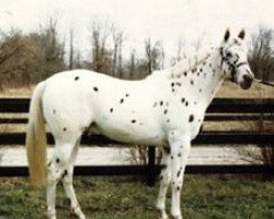 horse Perfect Host (Appaloosa, 1979, from Devil's Britches XI)