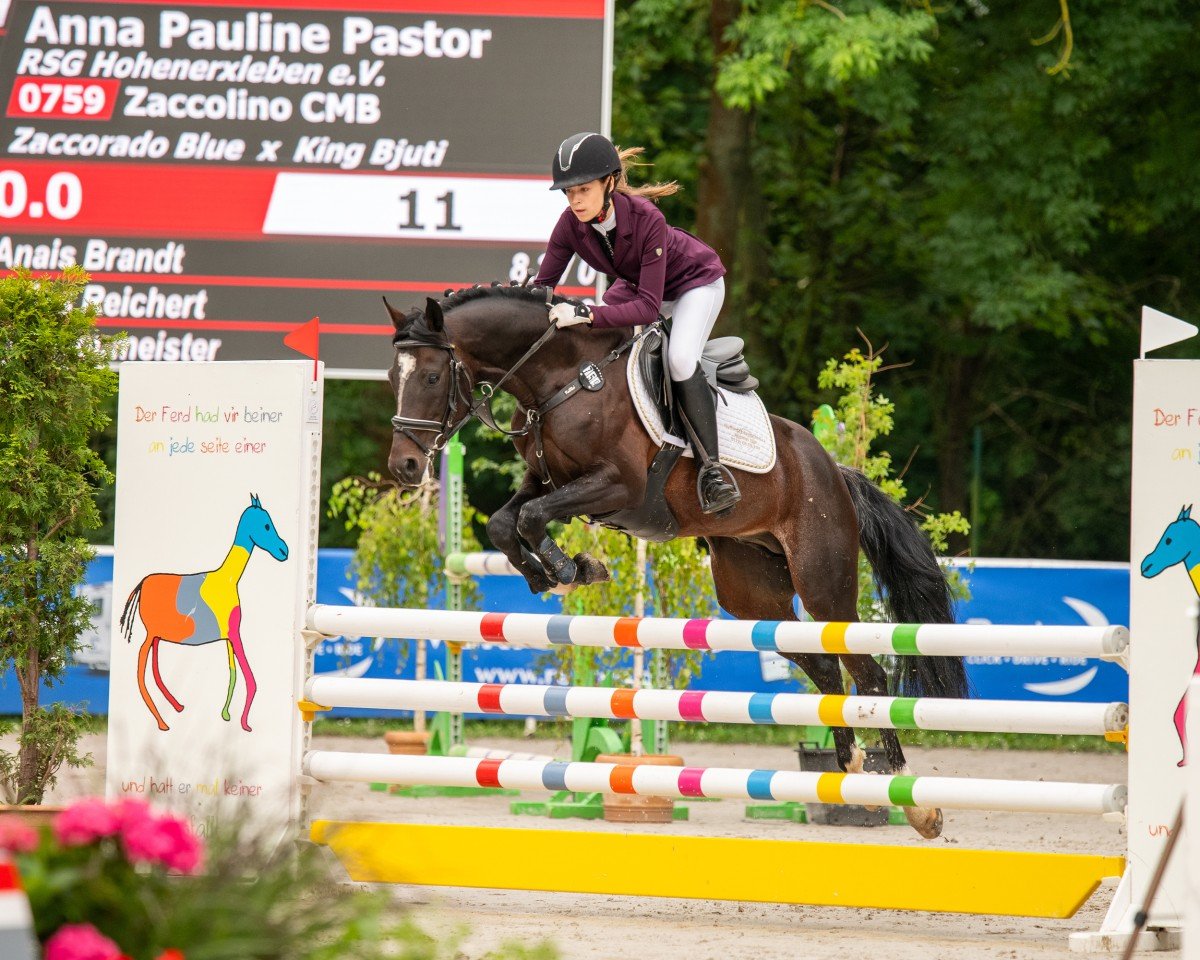 stallion Zaccolino Cmb (German Riding Pony, 2018, from Zaccorado Blue)
