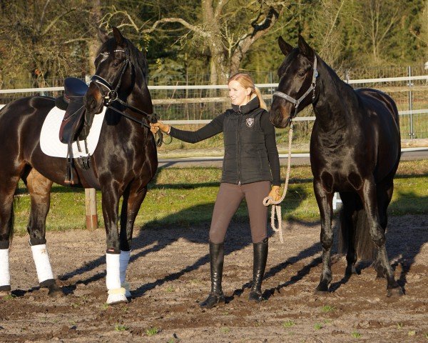 broodmare Temple Hit (Oldenburg, 2016, from Tailormade Temptation)