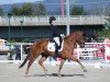 dressage horse Illingguts Macaron (Austrian Warmblood, 2018, from Morricone)