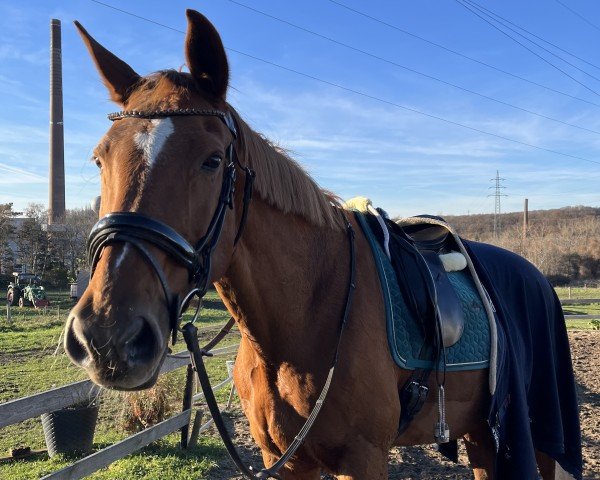 dressage horse Uxmal von M&M (unknown,  )