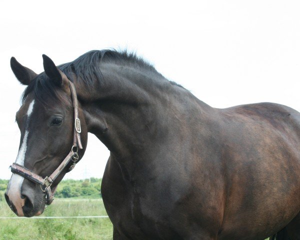 Zuchtstute Erika (Sächs.-Thür. Schweres Warmbl., 2016, von Lotus)