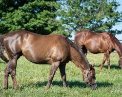 broodmare Wicked Whisper xx (Thoroughbred, 2017, from Liams Map xx)