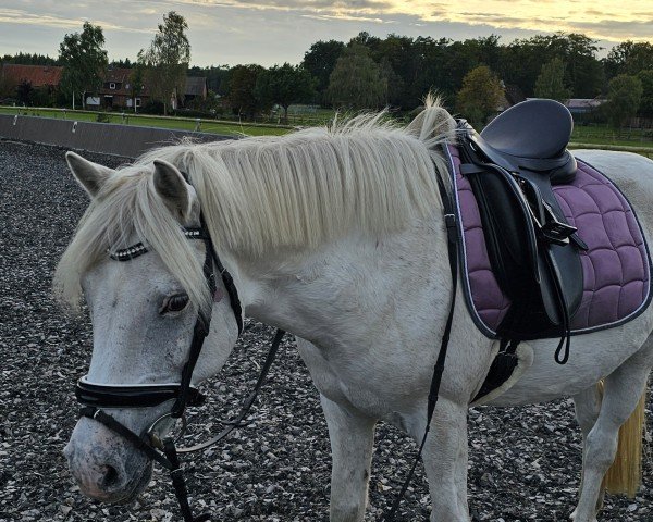 jumper Professor Doctor Loui (Pony without race description, 2010)