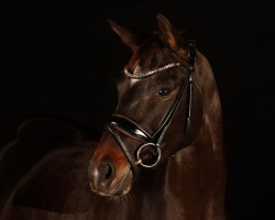 dressage horse Fortissima 11 (Hanoverian, 2017, from Fürstenball)