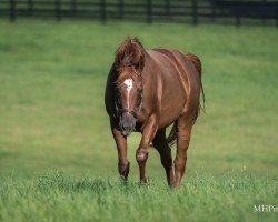 broodmare Perfect Grace xx (Thoroughbred, 2018, from Tapit xx)