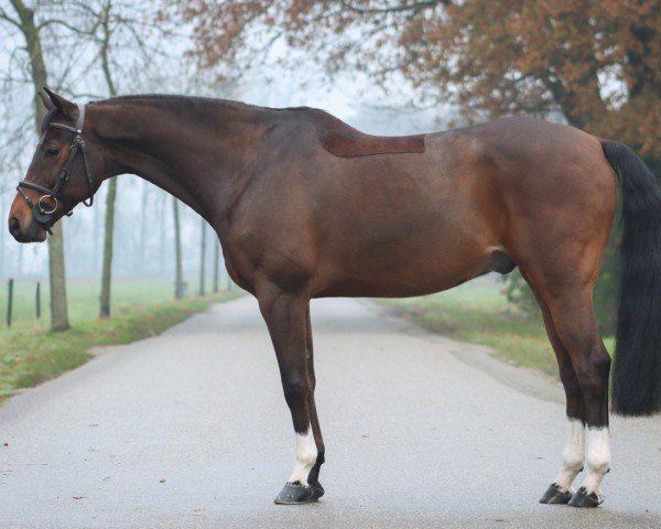 jumper Kachento van de Marshoeve (KWPN (Royal Dutch Sporthorse), 2015, from Gino-H)