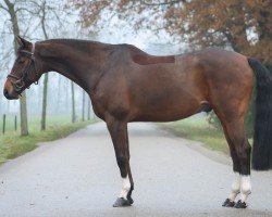 Springpferd Kachento van de Marshoeve (KWPN (Niederländisches Warmblut), 2015, von Gino-H)