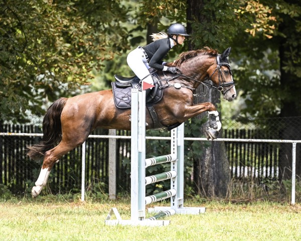 jumper Irozette (KWPN (Royal Dutch Sporthorse), 2013, from Unieko)