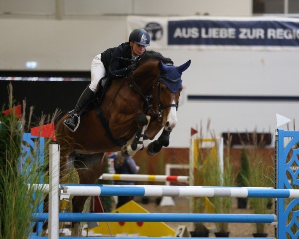 jumper Chacoona Blue (Oldenburg show jumper, 2017, from Chacoon Blue)