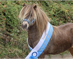 stallion Silbersee's Legolas (Shetland Pony, 2018, from Gedsagergards Lexus)