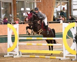 Springpferd La Cherie (Österreichisches Warmblut, 2018, von Lord Perry W)