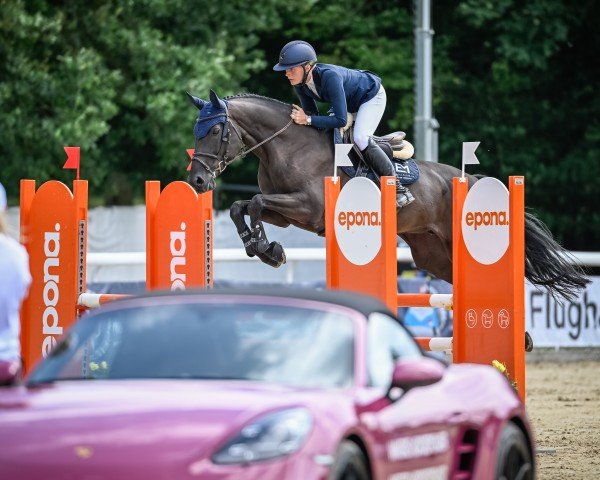 jumper I'm A Special Girl Hab Z (Zangersheide riding horse, 2016, from I'm Special de Muze)