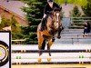 jumper Malibus Clear Round by Hab Z (Zangersheide riding horse, 2018, from Malibu Z)