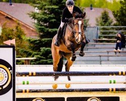 jumper Malibus Clear Round by Hab Z (Zangersheide riding horse, 2018, from Malibu Z)