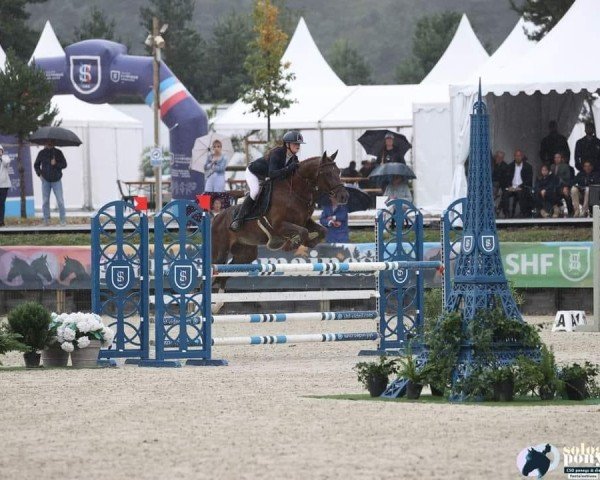 jumper Ironic d’Elte (French Pony, 2018, from Gastronom de Hus)