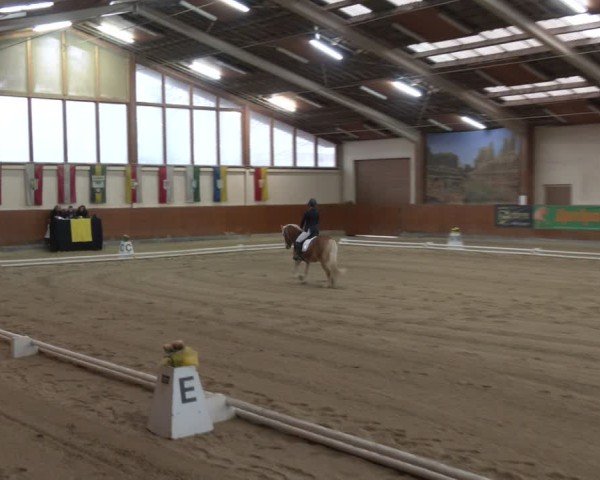 Reitturnier Weikersdorf am Steinfelde 2024