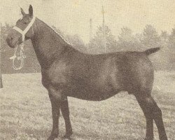 broodmare Mazelly (Groningen, 1937, from Gambo II)