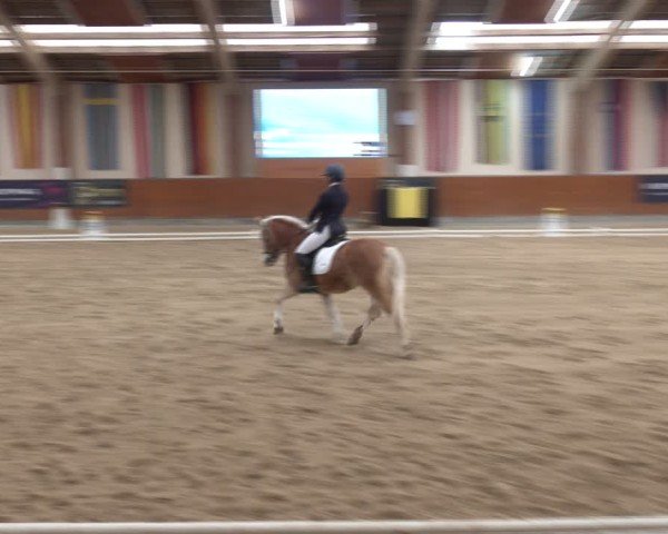 Reitturnier Weikersdorf am Steinfelde 2024