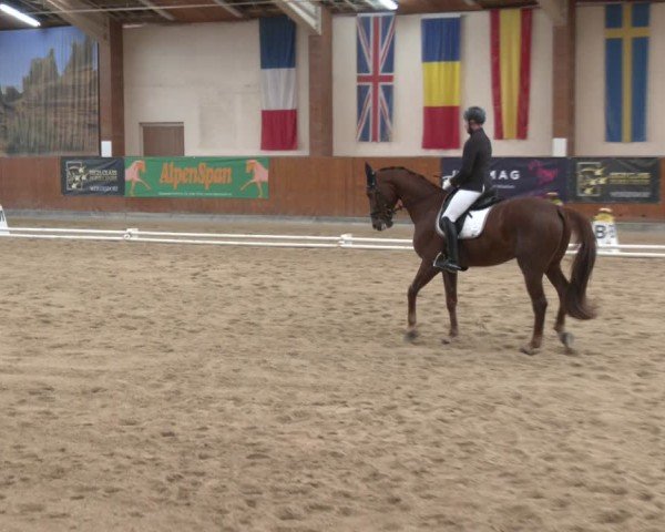 Reitturnier Weikersdorf am Steinfelde 2024
