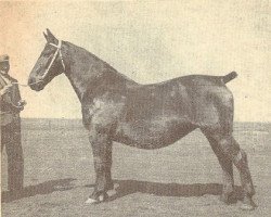 broodmare Ugara (Groningen, 1928, from Gilo 2765)