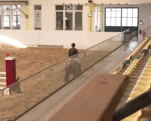 Reitturnier Stadl-Paura 2024
