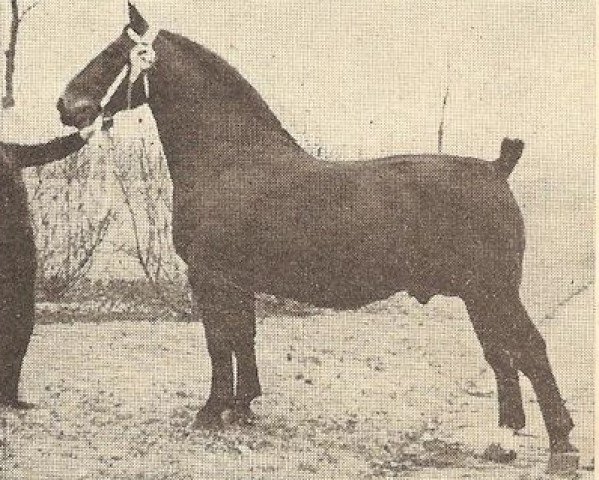 stallion Harro (Dutch Warmblood, 1943, from Hendrik)
