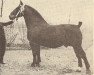 stallion Harro (KWPN (Royal Dutch Sporthorse), 1943, from Hendrik)