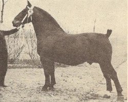 Deckhengst Harro (KWPN (Niederländisches Warmblut), 1943, von Hendrik)