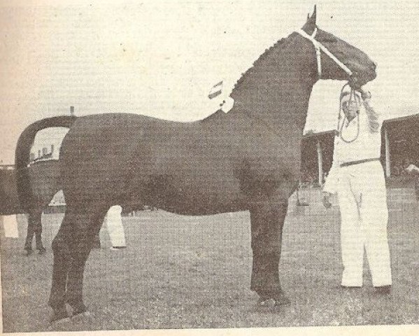 stallion Prominent (KWPN (Royal Dutch Sporthorse), 1947, from Harro)