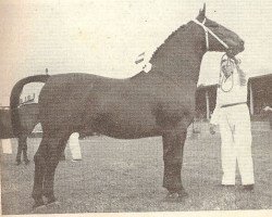 Deckhengst Prominent (KWPN (Niederländisches Warmblut), 1947, von Harro)