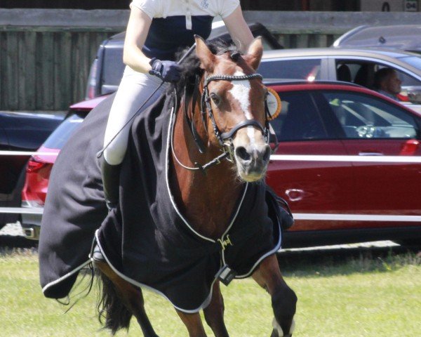 broodmare Holla Die Waldfee 10 (Welsh-Cob (Sek. D), 2015, from Cascob Braveheart)