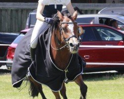 Zuchtstute Holla Die Waldfee 10 (Welsh-Cob (Sek. D), 2015, von Cascob Braveheart)