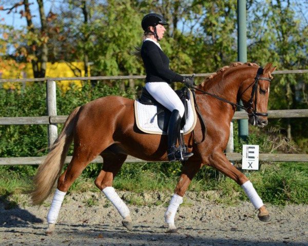 dressage horse Good Better Bram (German Riding Pony, 2010, from Good Looking)